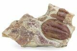 Colorful Asaphid Trilobite With Graptolites #341089-1